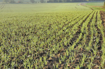 field of seedling covered with dew in autumn 