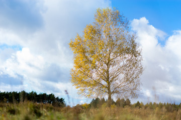 Fototapeta premium Der Herbst
