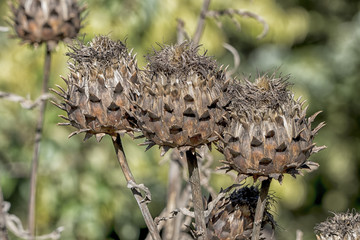 Autumn decoration in the garden