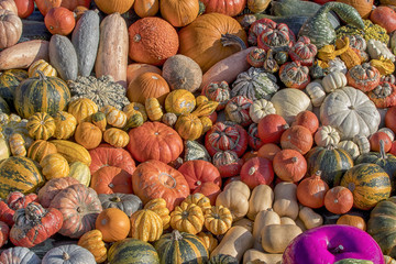 Thanksgiving - Pumpkin - it's autumn
