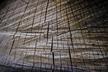 Texture of natural wood