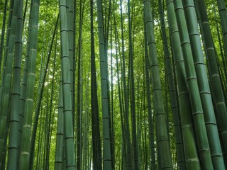 Bambus Wald Japan Kyoto