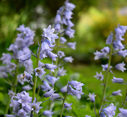 Bluebells
