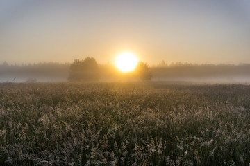 Sunrise in a meadow