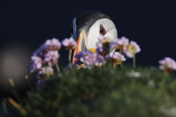 Puffin