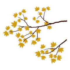 A maple branch on a white background. There are yellow autumn leaves in the picture. It can be used as a design element. Vector illustration