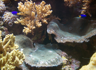 Ruffled Ridge Coral in the sea. Merulina sp.