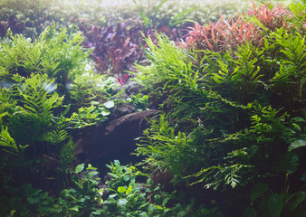 Beautiful freshwater green aquarium with plants.
