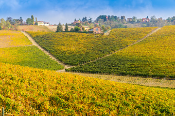 Vineyards of Piedmont in autumn, Italy