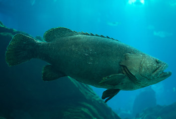Queensland grouper swimming in the sea. © M-Production