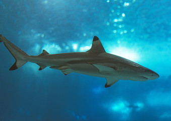 Obraz premium Blacktip reef shark swimming in the sea.