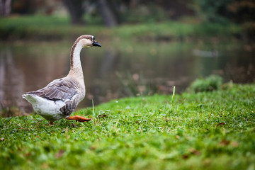 Animal in wildlife, goose walking around like in park