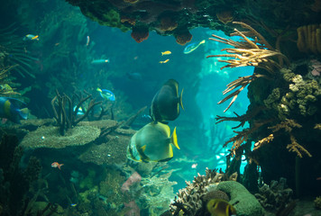 Bottom of the sea with corals and fishes.