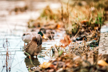 Animals in wildlife, mallard ducks in water close up