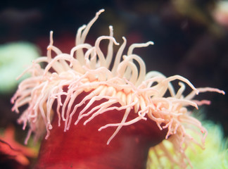 Sea anemone in coastal waters. Bunodactis reynaudi.