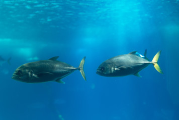 Horse-eye jacks swimming in the aquarium. © M-Production
