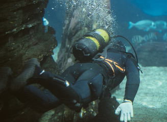 The scuba diver swims under the water.