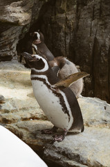 Naklejka premium Magellanic penguins in the zoo. Spheniscus magellanicus.