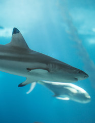 Naklejka premium Blacktip reef shark swimming in the sea.