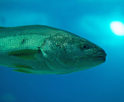 Kelp bass swimming in the sea. Paralabrax clathratus.