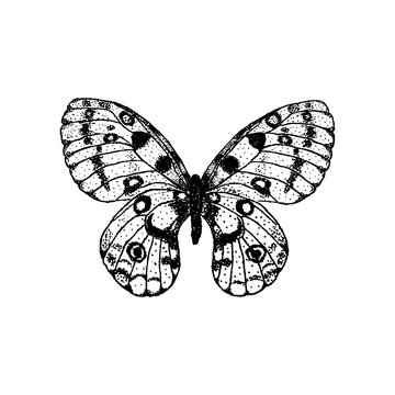 Vector illustration of hand drawing butterfly Parnassius apollo