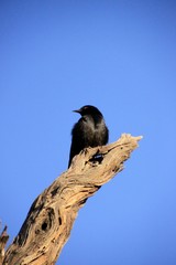Makroaufnahme eines Vogels auf einem Ast