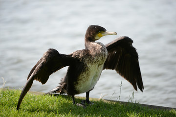 Kormoran beim Gefieder trocknen