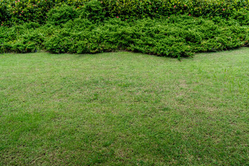 Obraz premium Green trimmed plants