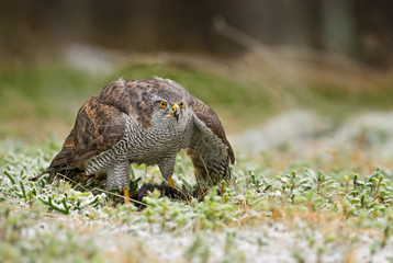 Goshawk - Accipiter gentilis