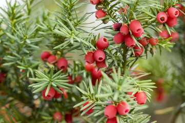 Fototapeta na wymiar Taxus baccata European yew is conifer shrub with poisonous and bitter red ripened berry fruits