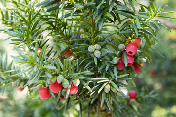 Taxus baccata European yew is conifer shrub with poisonous and bitter red ripened berry fruits