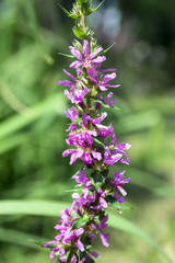 Lythrum salicaria purple wild loosestrife flower in bloom