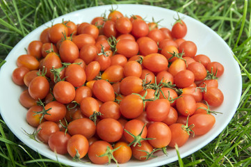 Wild cherry tomatoes on white plate in the grass