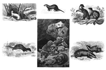 Predatory mammals. Illustration.