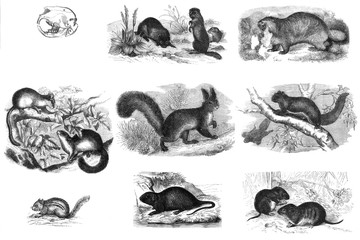 Mammals rodents. Engraving.