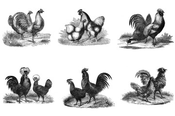 Black and white illustration of chickens.