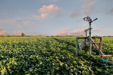Fototapeta na wymiar Sprinkler irrigation system in a soybean field.
