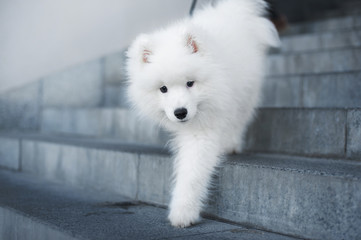 samoyed puppy walks down stairs in the city
