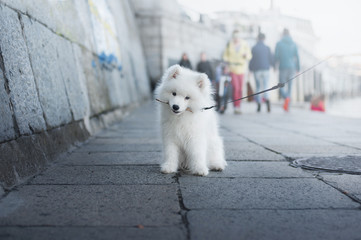 white fluffy puppy sits in the middle of the sidewalk and chews a stick