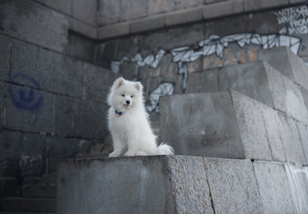 white fluffy puppy is sitting on a concrete pedestal