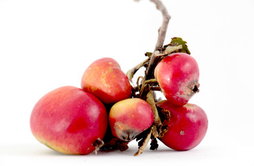 Several organic apples on white background