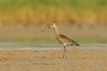 Большой веретенник.