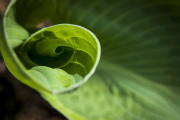 close up of a green leaf