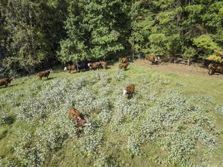 north carolina USA nature 