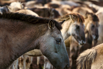 Fototapeta premium Wildpferde