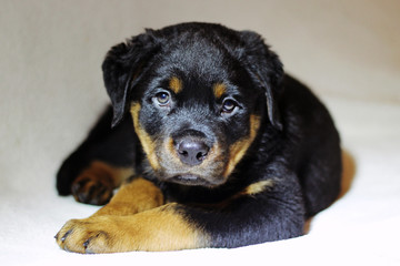 Obraz premium Beautiful labrador puppies on a white background