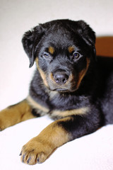 Fototapeta premium Beautiful labrador puppies on a white background