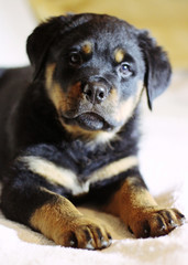 Beautiful labrador puppies on a white background