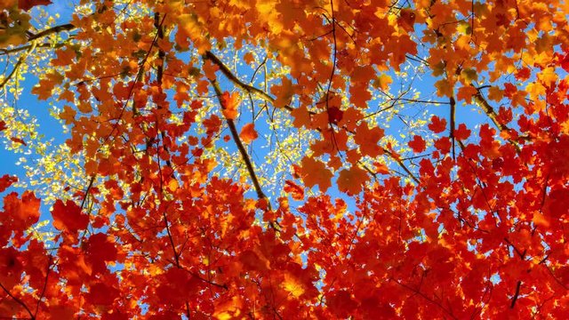 Two colors of autumn maples