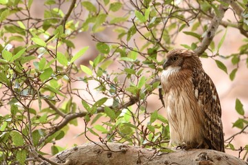 Side view of Brown Fish Owl